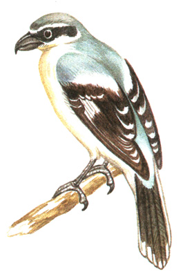 304.   - Lanius excubitor