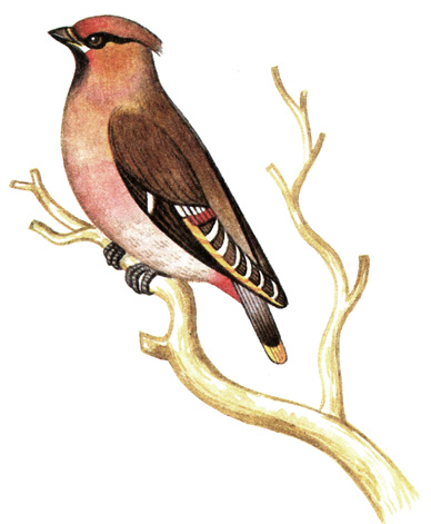 305.  - Bombycilla garrulus