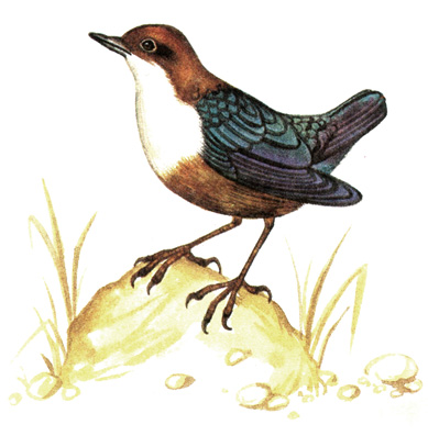 306.  - Cinclus cinclus