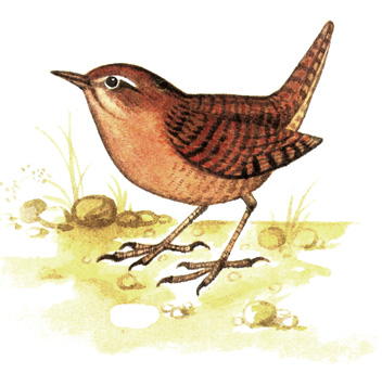 307.  - Troglodytes troglodytes