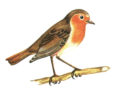 310.  - Erithacus rubecula