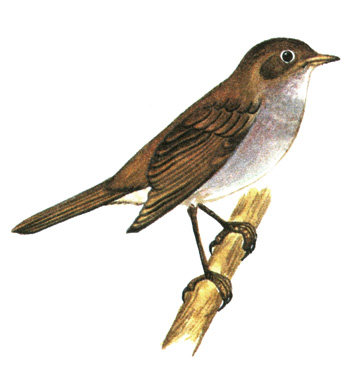 311.  - Luscinia luscinia