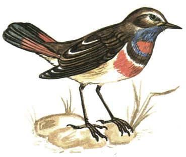 314.  - Cyanosylvia svecica