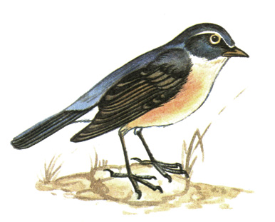 315.  - Tarsiger cyanurus