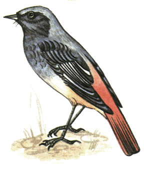 316. - - Phoenicurus ochruros