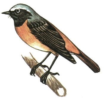 317. - - Phoenicurus phoenicurus
