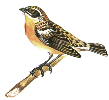 318.   - Saxicola rubetra