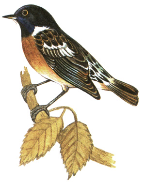 319.   - Saxicola torquata