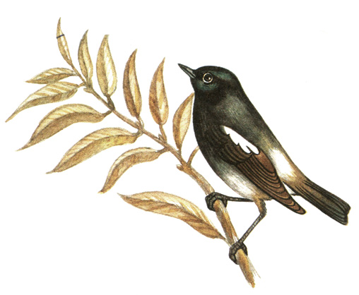 320.   - Saxicola caprata