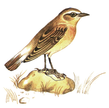 321. - - Oenanthe isabellina