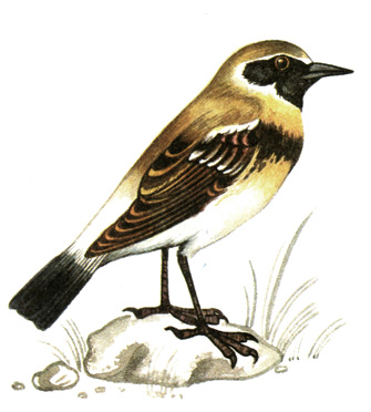 323.   - Oenanthe deserti