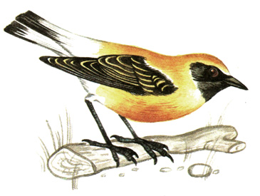 324.   - Oenanthe hispanica