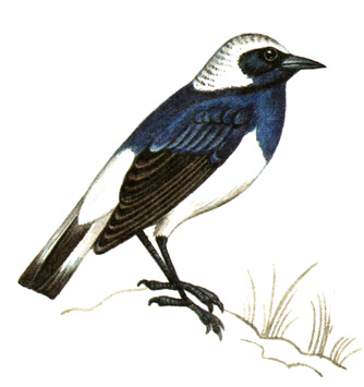 325.  - Oenanthe pleschanka