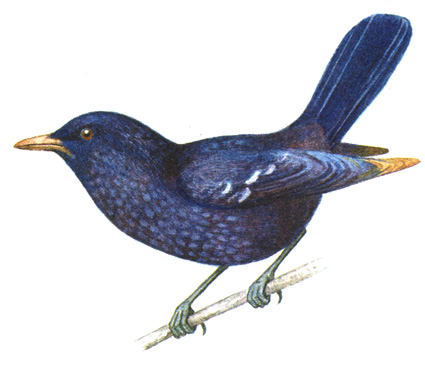 329.   - Myophonus caeruleus