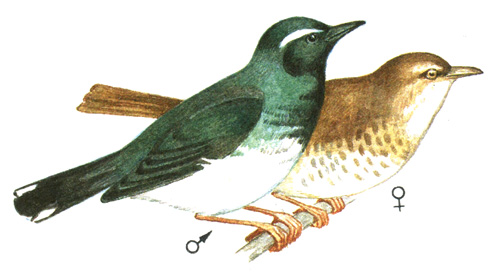 330.   - Cichloselys sibiricus