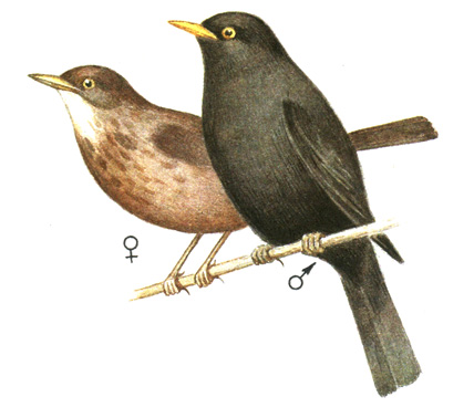 332.   - Turdus merula