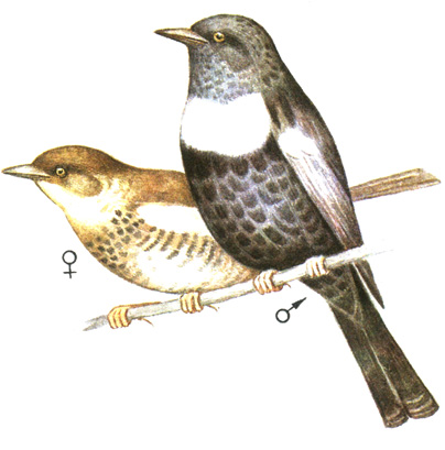 333.   - Turdus torquatus