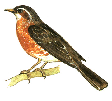 334.   - Turdus naumanni