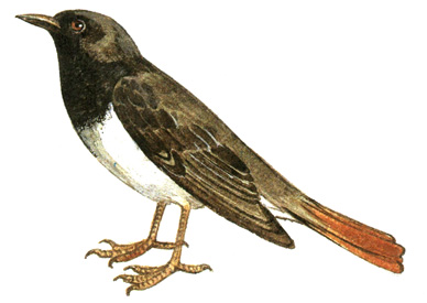 335.   - Turdus ruficollis