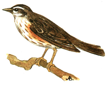 337.  - Turdus iliacus