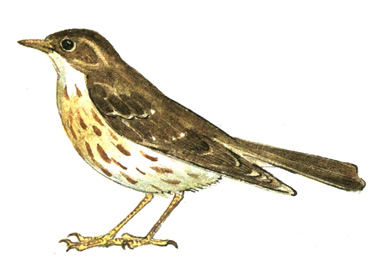338.   - Turdus philomelos
