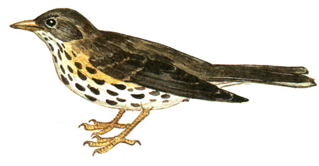 339.  - Turdus viscivorus