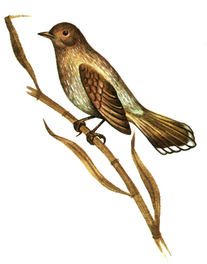 340.  - Garrulax lineatus