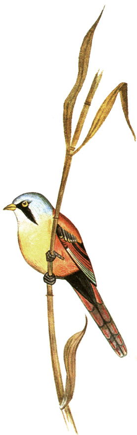 341.   - Panurus biarmicus