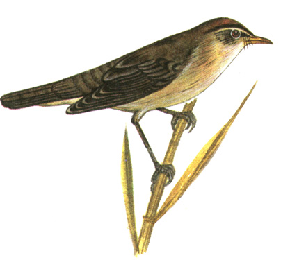 343.   - Locustella luscinioides