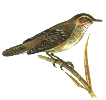 344.   - Locustella fluviatilis