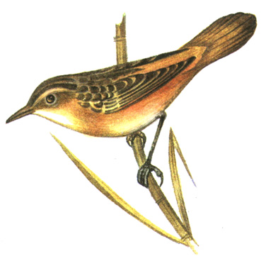 345.   - Locustella certhiola