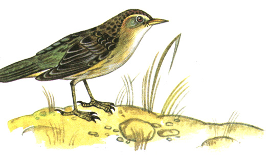 346.  - Locustella naevia