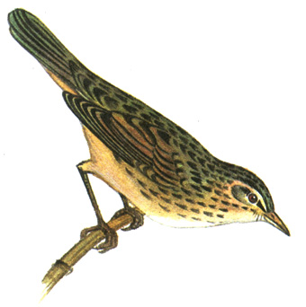 347.   - Locustella lanceolata