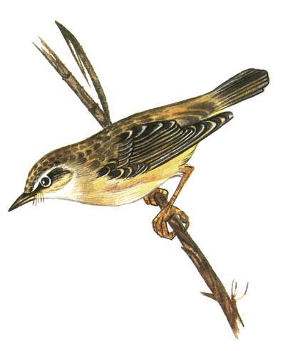 348.  - Acrocephalus schoenobaenus