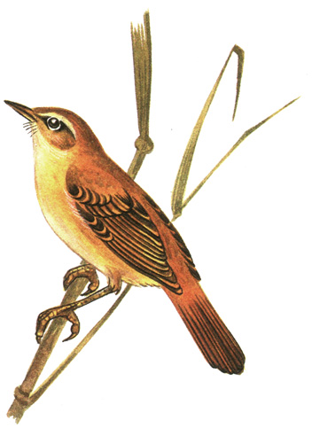 349.   - Acrocephalus agricola