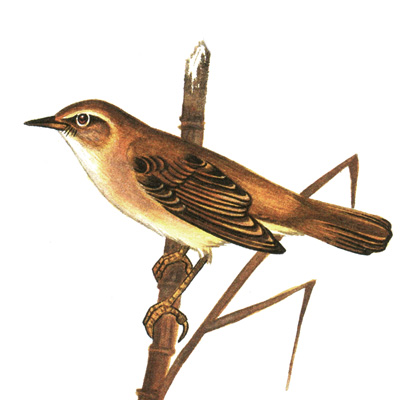350.   - Acrocephalus dumetorum