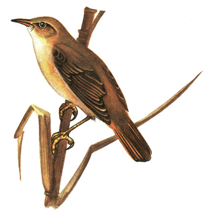 352.   - Acrocephalus scirpaceus