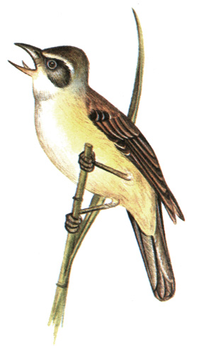 353.   - Acrocephalus arundinaceus