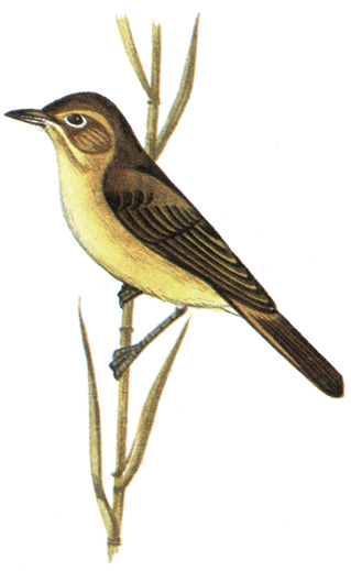 354.   - Phragmaticola aedon