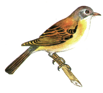 361.   - Sylvia communis