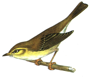 365.  - Phylloscopus trochilus