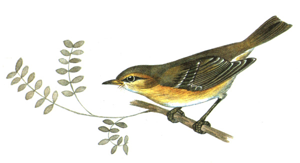366.  - Phylloscopus collybita