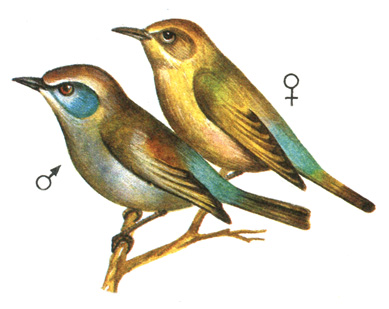 369.   - Leptopoecile sophiae