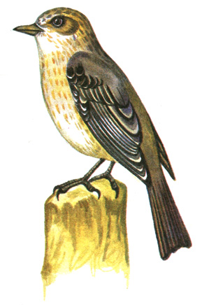 371.   - Muscicapa striata