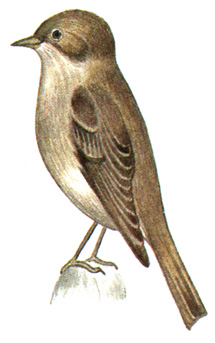 372.   - Muscicapa sibirica