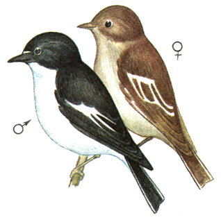 373. - - Ficedula hypoleuca