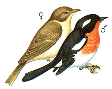 374.   - Ficedula mugimaki