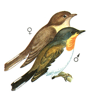 375.   - Ficedula parva