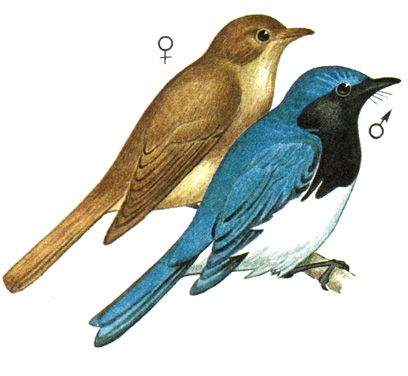 376.   - Cyanoptila cyanomelana