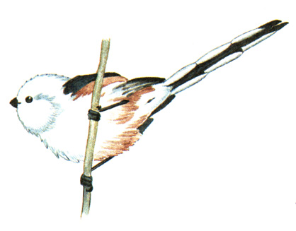 377.   - Aegithalos caudatus